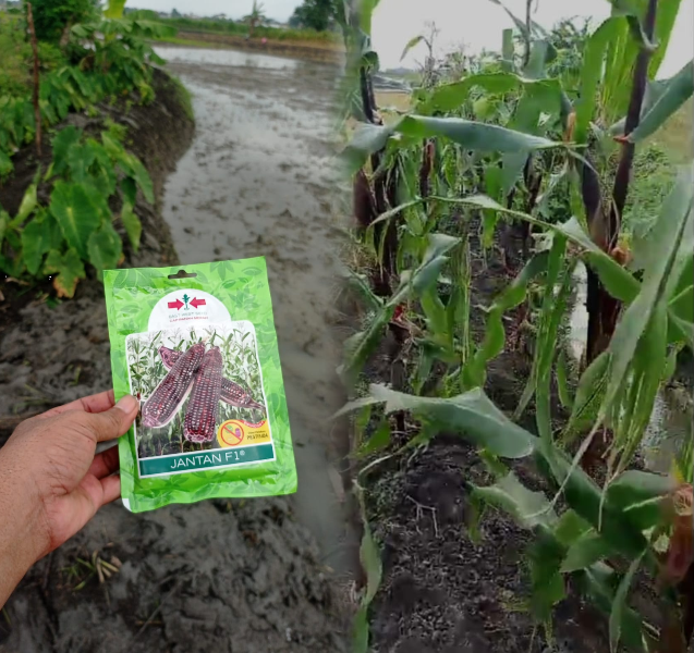 Keberhasilan Uji Coba Tanam Jagung Ketan Ungu di Lahan Lokal 